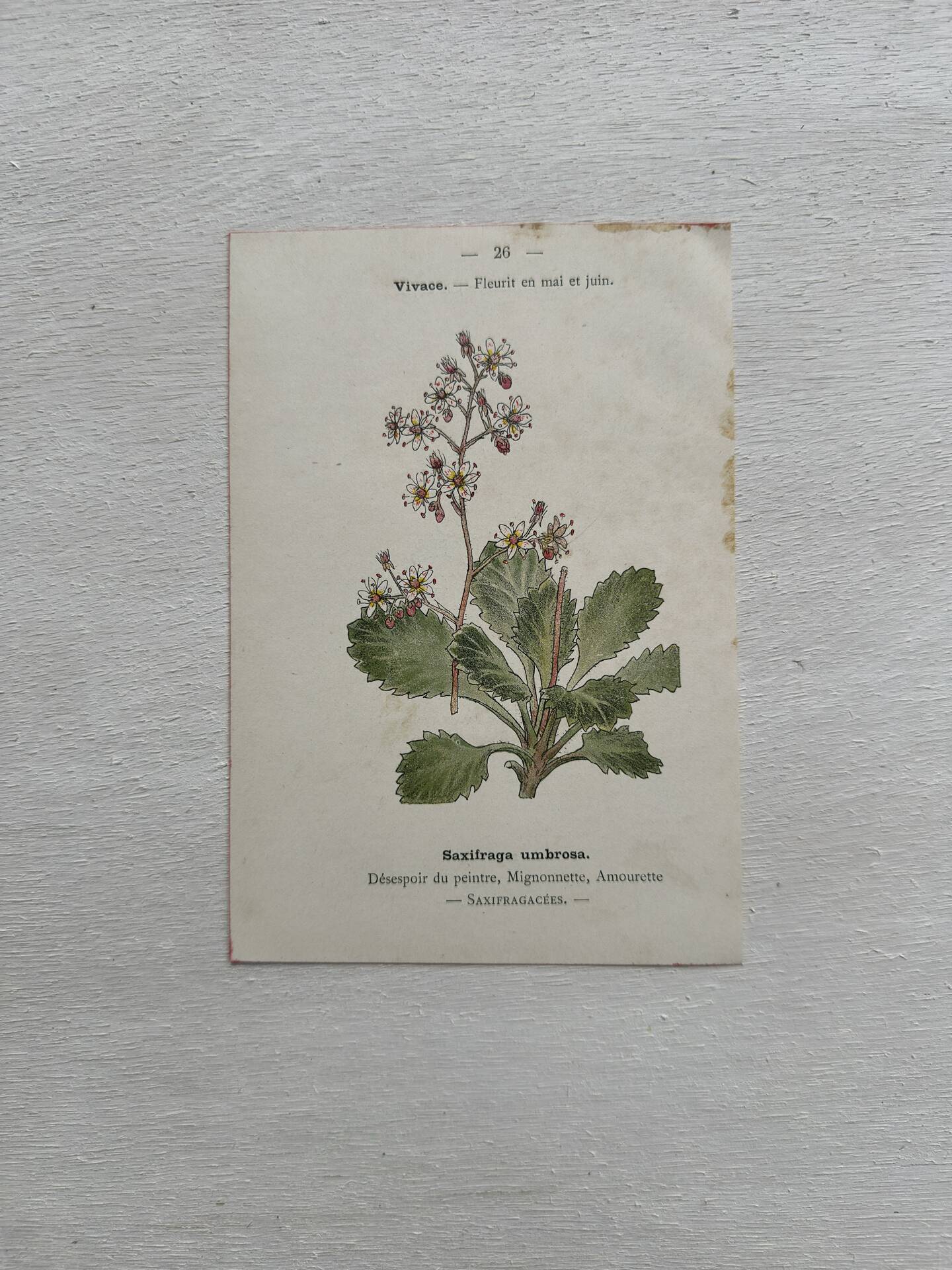 Botanical Plate 1800 Old naturalist engraving 19th century double-sided