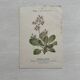Botanical Plate 1800 Old naturalist engraving 19th century double-sided
