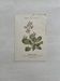 Botanical Plate 1800 Old naturalist engraving 19th century double-sided