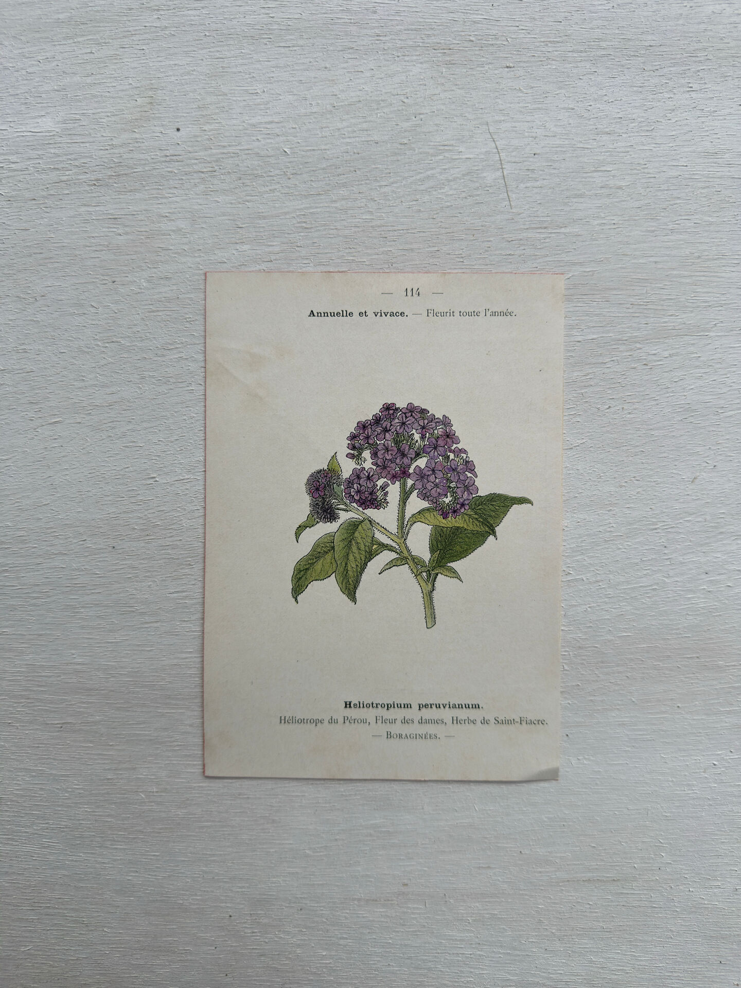 Botanical Plate 1800 Old Naturalist Engraving 19th Century Double-Sided