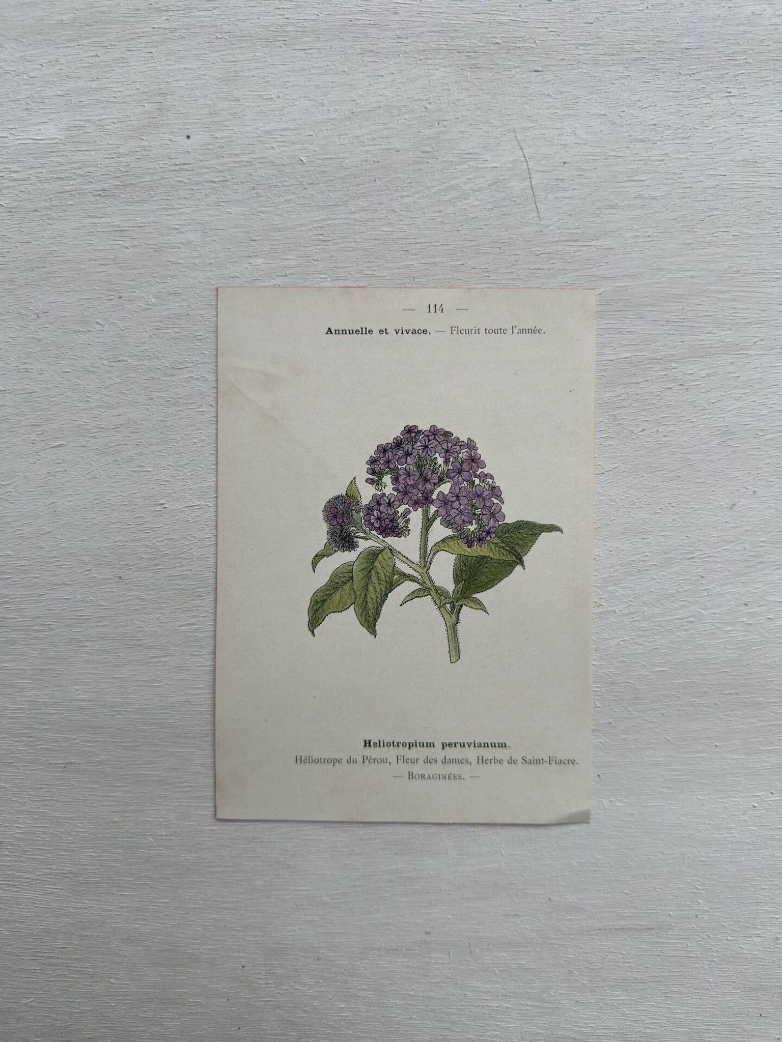 Planche Botanique 1800 Gravure naturaliste ancienne 19eme recto verso