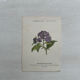 Botanical Plate 1800 Old Naturalist Engraving 19th Century Double-Sided