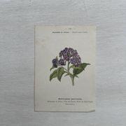 Planche Botanique 1800 Gravure naturaliste ancienne 19eme recto verso