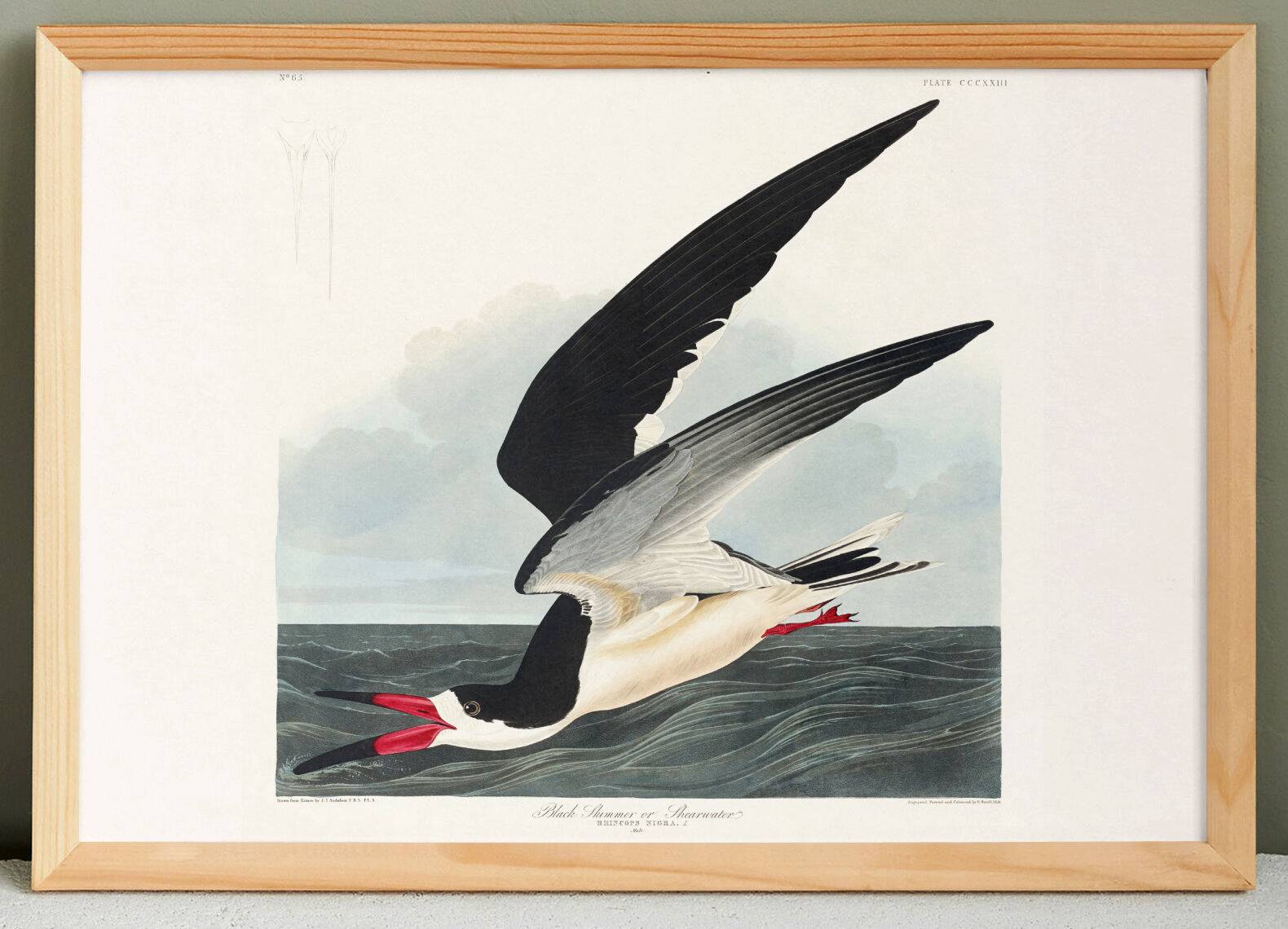 Poster about the Black Tern, based on an old engraving from 1827.