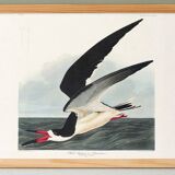 Poster about the Black Tern, based on an old engraving from 1827.