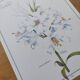 Flower board -White Lily- Illustration of medicinal plants