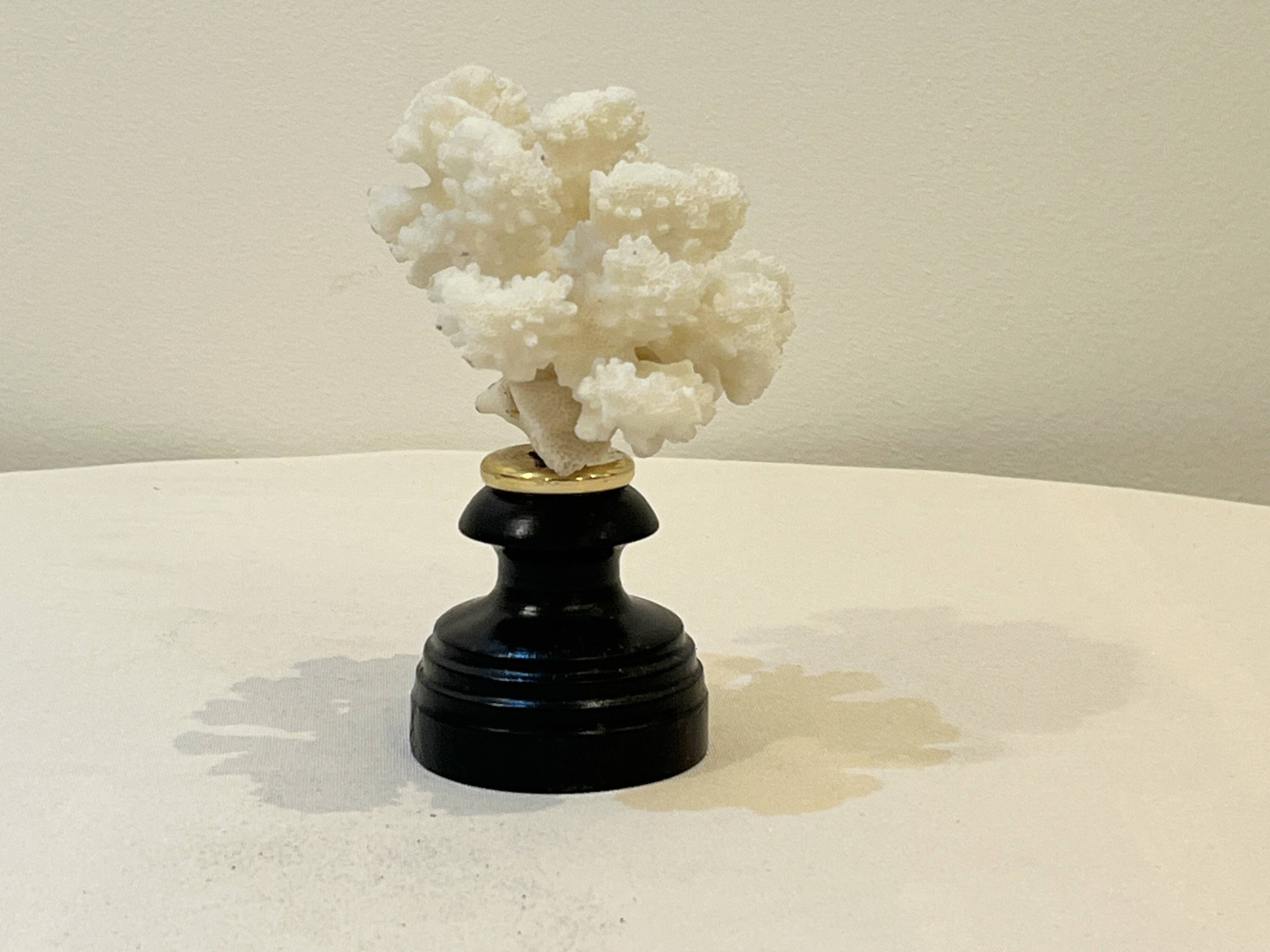 Antique natural white bush coral on wooden base Napoleon III cabinet of curiosities