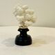 Antique natural white bush coral on wooden base Napoleon III cabinet of curiosities