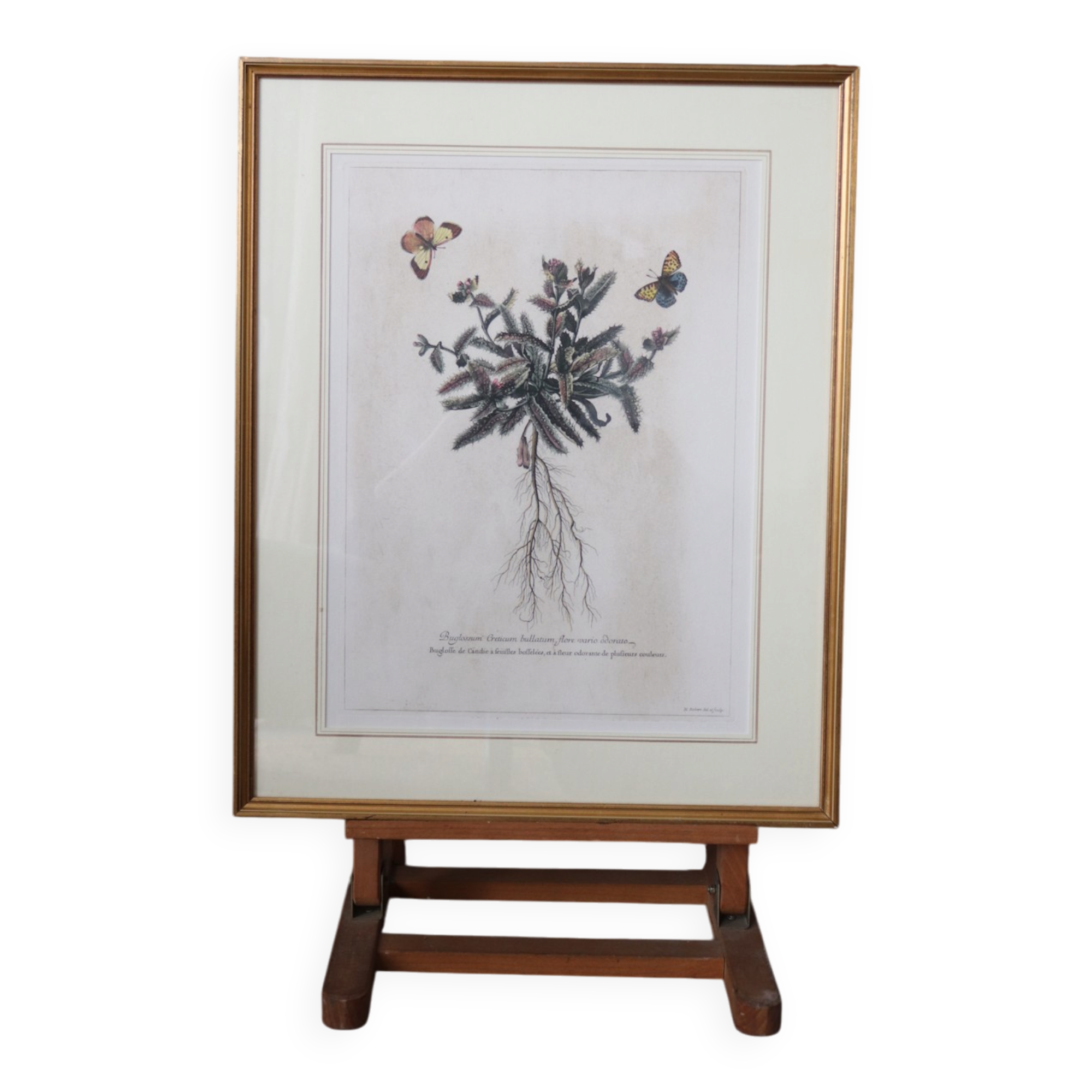 Framed botanical print of butterflies – Buglossum Creticum
