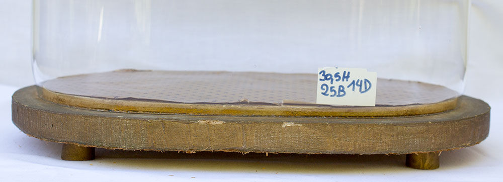 Globe de mariée ovale 30,5 cm haute