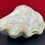 Shell: large giant clam ile reunion - 22 x 13 x 12 cm