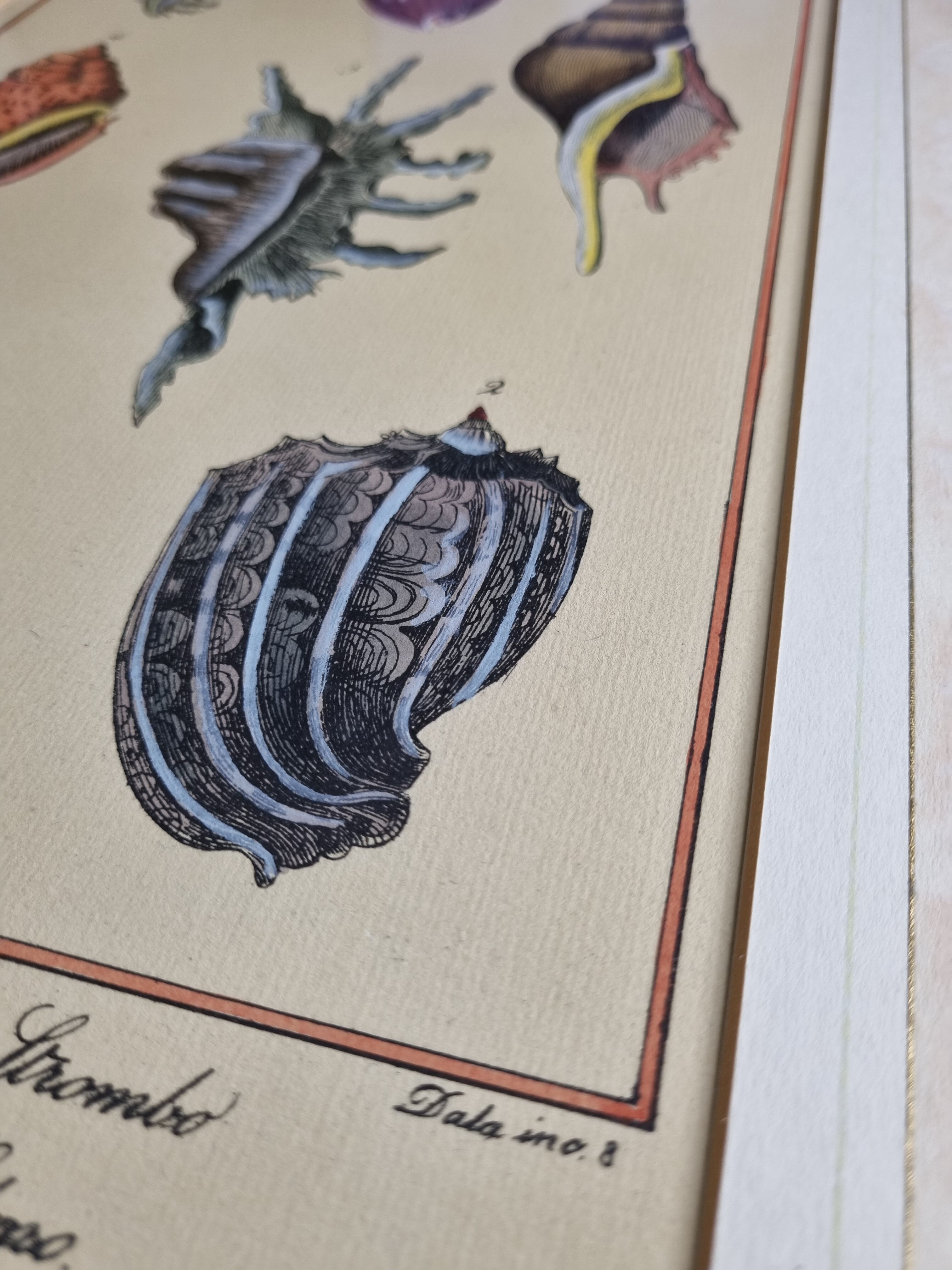 Natural History plate number 8, Conchyliology, signed in the plate, XVIIIth