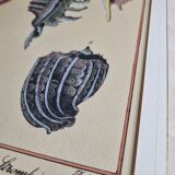 Natural History plate number 8, Conchyliology, signed in the plate, XVIIIth