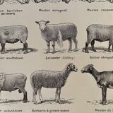 Lithograph on sheep from 1921