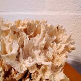 White coral