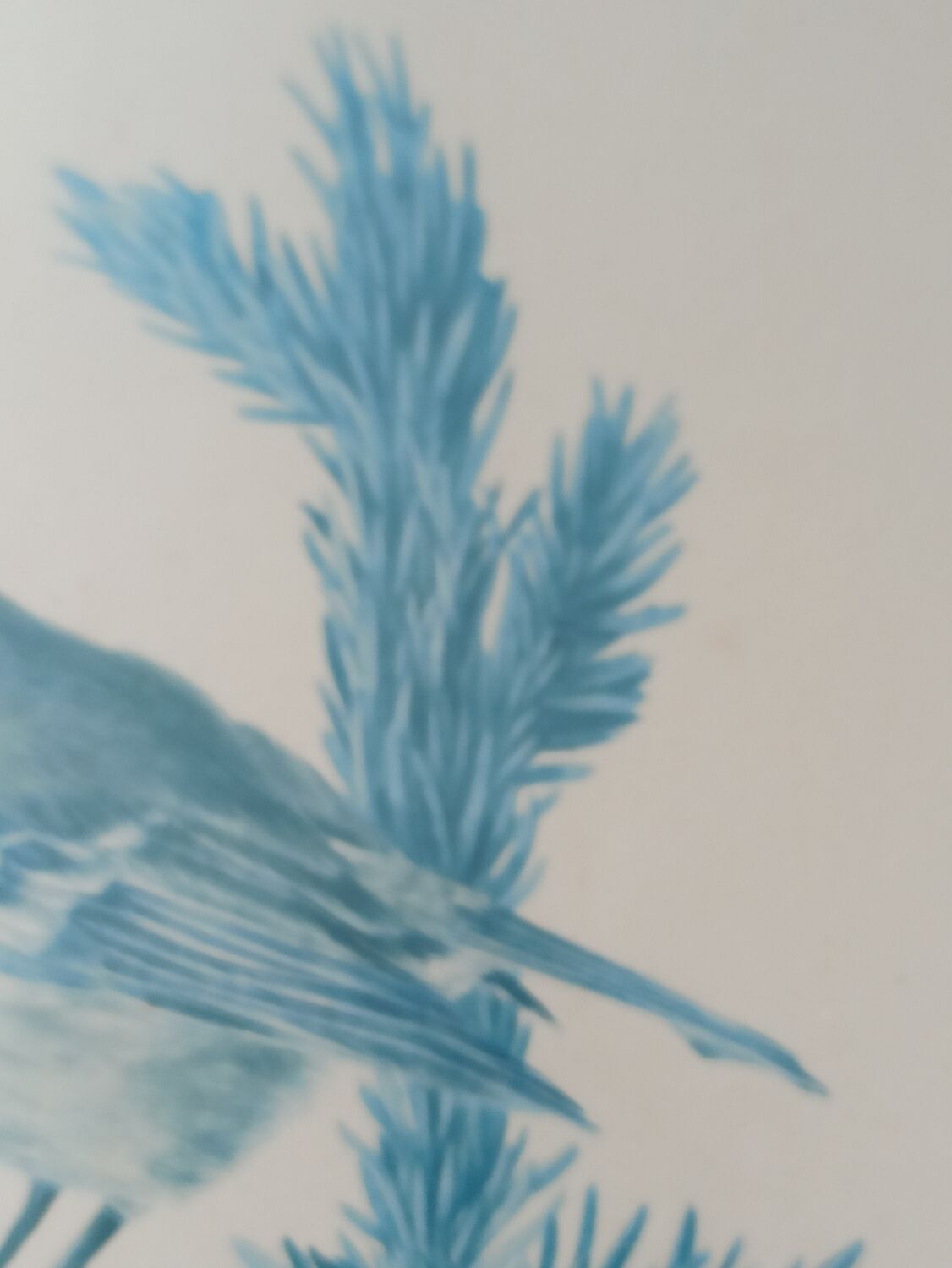 Blue tit in charcoal on board under glass, signed