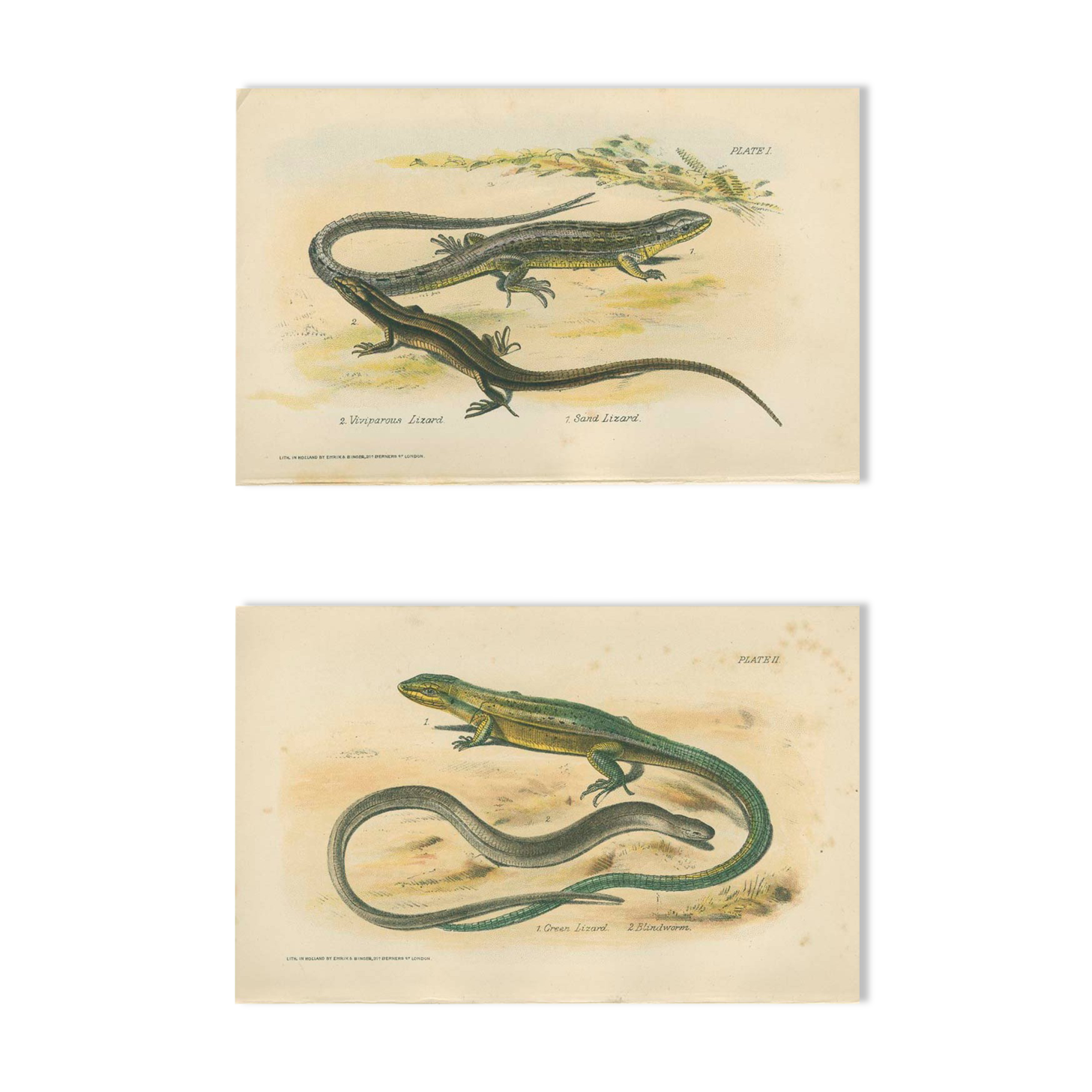 Ensemble de 2 planches reptiliennes, 1893, Divers lézards :