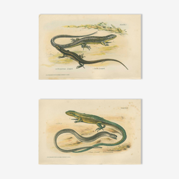Ensemble de 2 planches reptiliennes, 1893, Divers lézards :