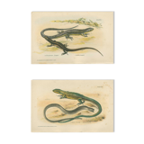 Ensemble de 2 planches reptiliennes, 1893, Divers lézards :