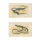 Ensemble de 2 planches reptiliennes, 1893, Divers lézards :