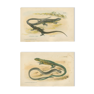 Ensemble de 2 planches reptiliennes, 1893, Divers lézards :