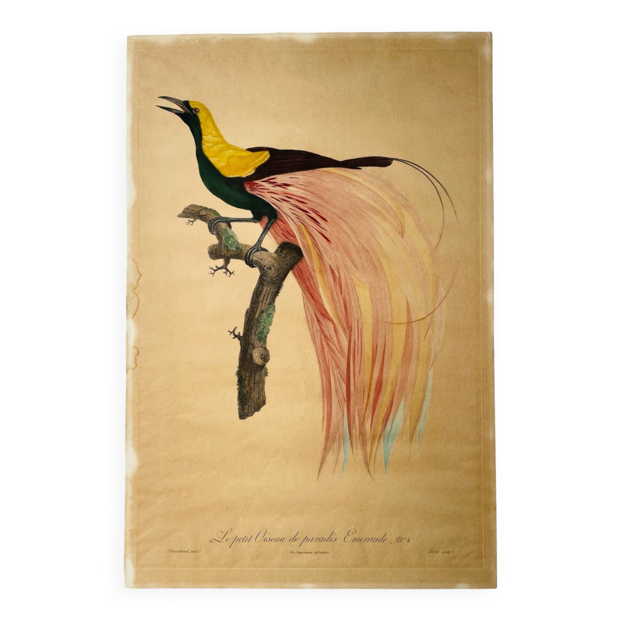 Large antique ornithological print after Barraband