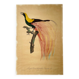 Grande estampe ornithologique - ancienne