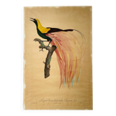 Large antique ornithological print after Barraband