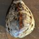 Lot of 8 old collectible shells - cabinet of curiosity
