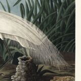 Poster about the Great Egret, based on an old engraving from 1827.