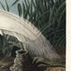Poster about the Great Egret, based on an old engraving from 1827.