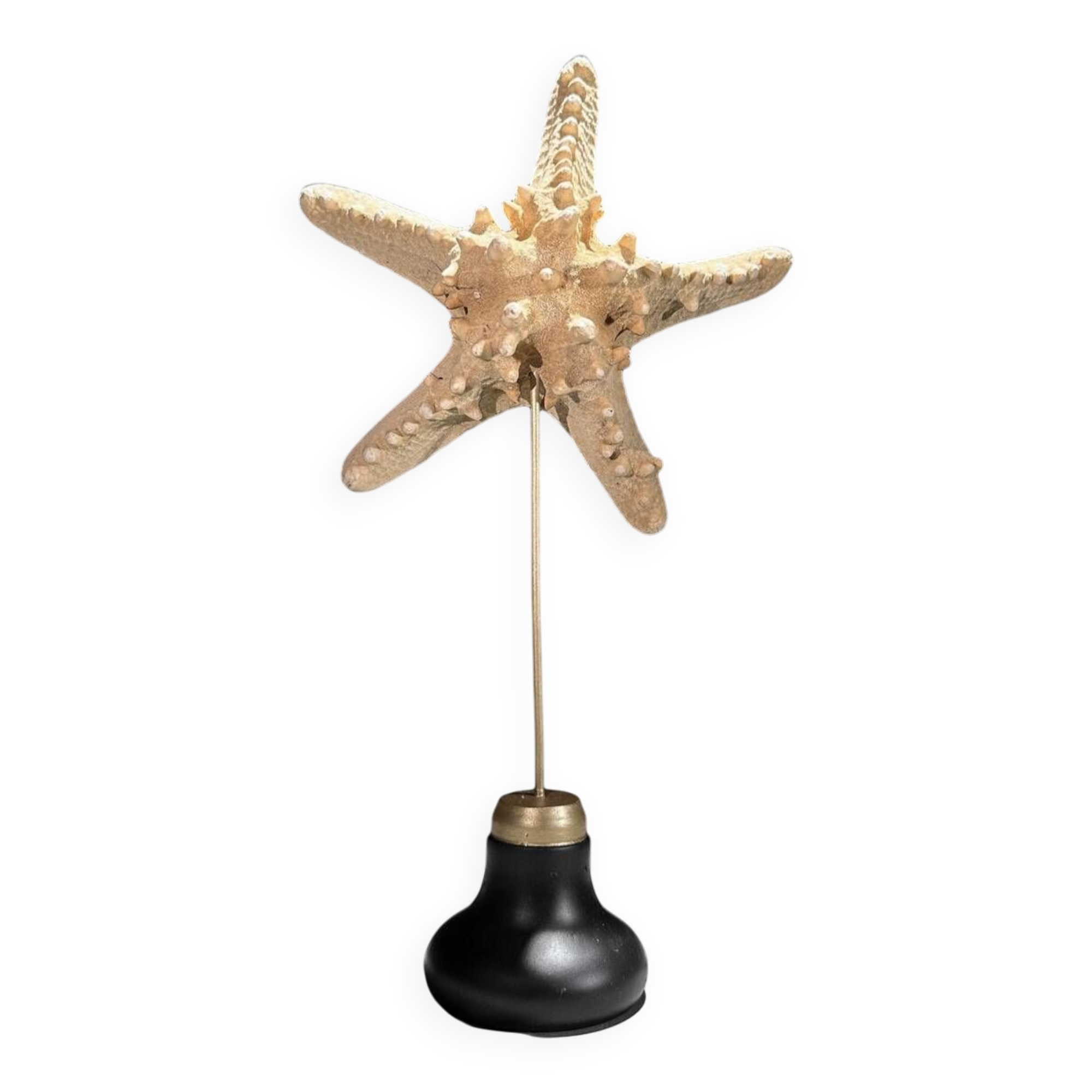 Starfish Protoreaster nodosus on a base