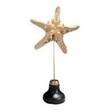 Protoreaster nodosus starfish on base