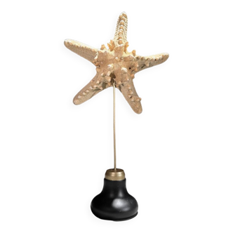 Protoreaster nodosus starfish on base