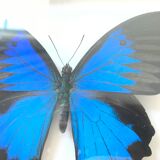 Butterfly Ulysses Indonesia