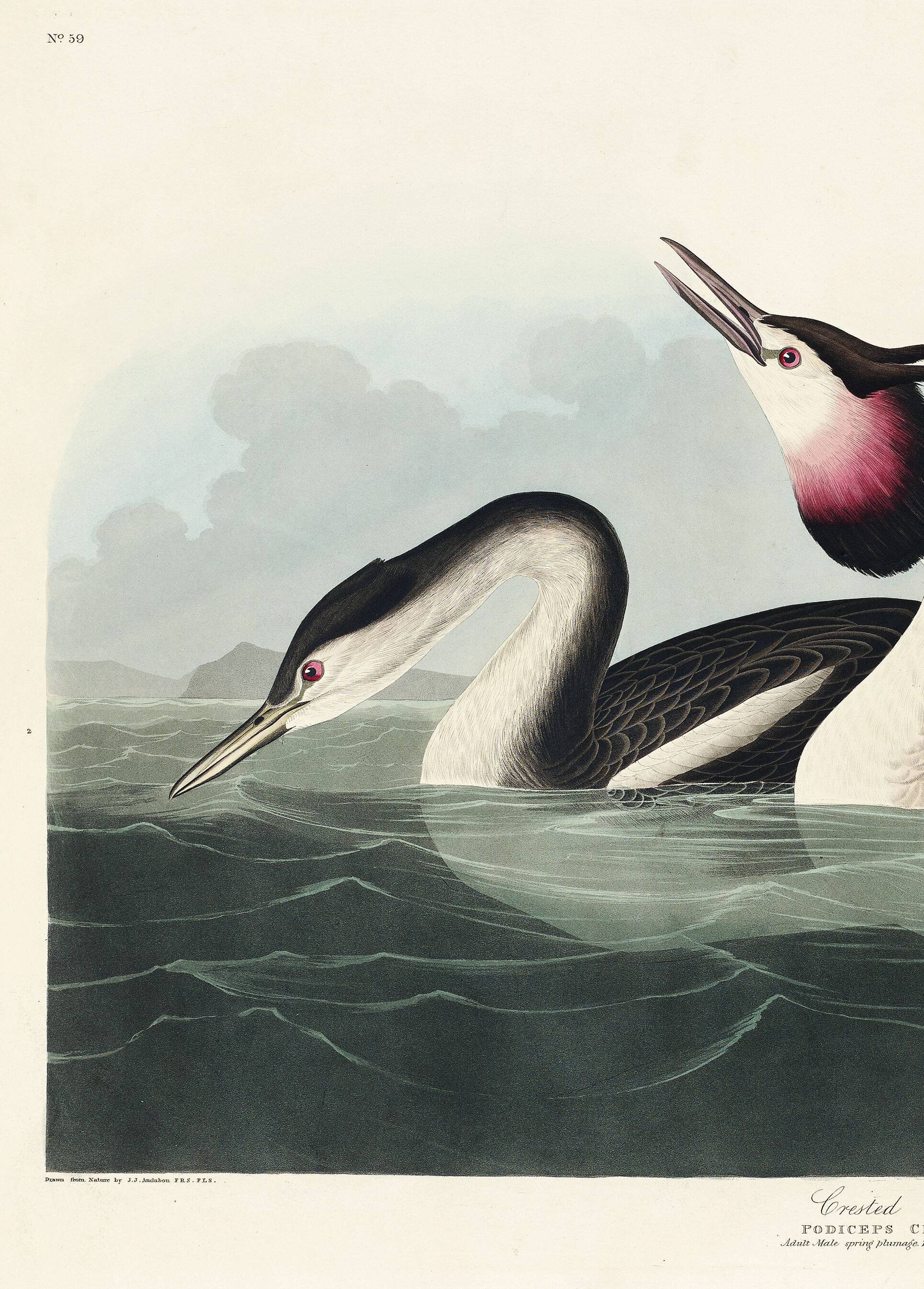 Poster about the Great Crested Grebe, based on an old engraving from 1827.