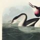 Poster about the Great Crested Grebe, based on an old engraving from 1827.