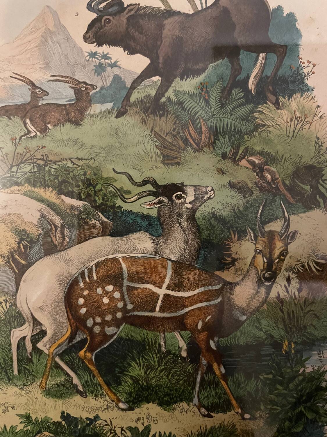 Old engraving painting of antelopes Guérin 1838