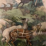 Tableau ancienne gravure antilopes Guérin 1838