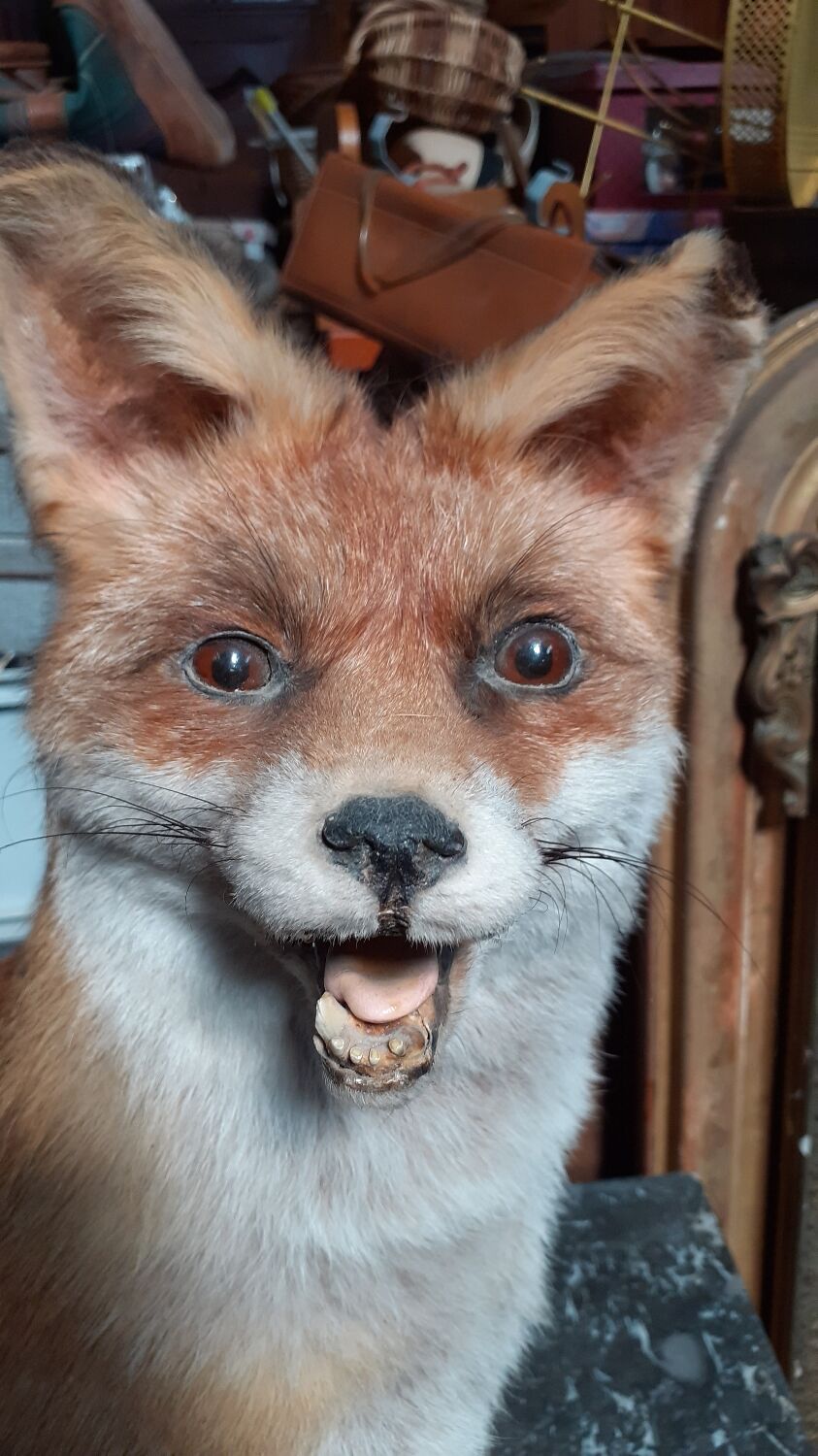 Stuffed fox and naturalized taxidermy