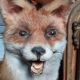 Renard empaillé et naturalisé taxidermie