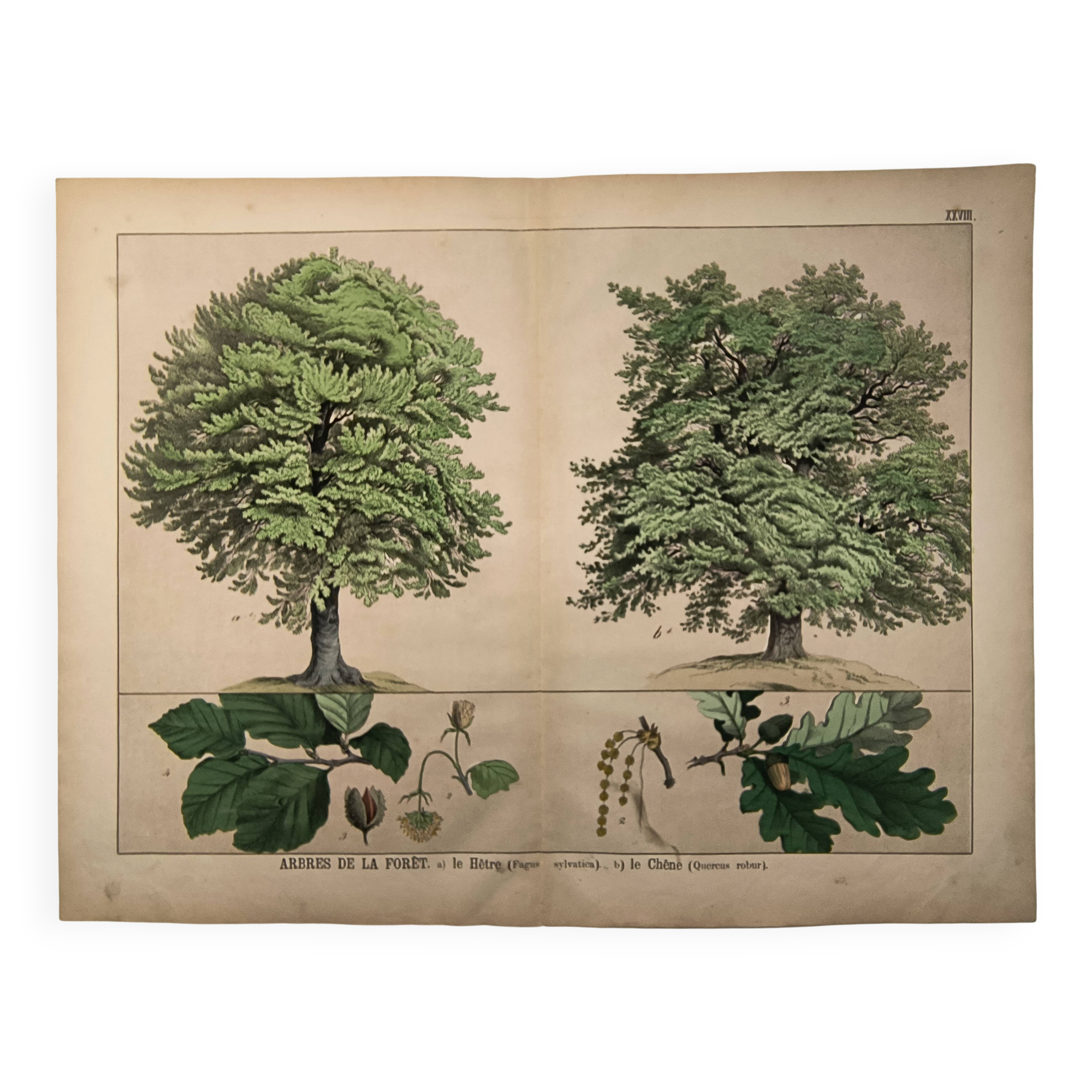 Gravure botanique 1870. Hêtre et Chêne. Planche arbre Vintage