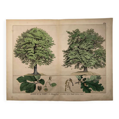 Gravure botanique 1870. Hêtre et Chêne. Planche arbre Vintage