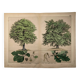 Gravure botanique 1870. Hêtre et Chêne. Planche arbre Vintage