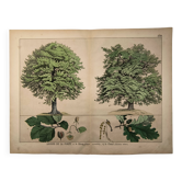 Botanical engraving 1870. Beech and Oak. Vintage tree plate.