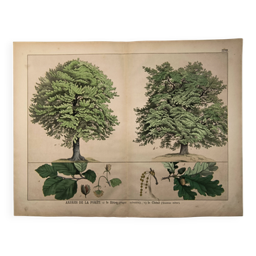 Gravure botanique 1870. Hêtre et Chêne. Planche arbre Vintage