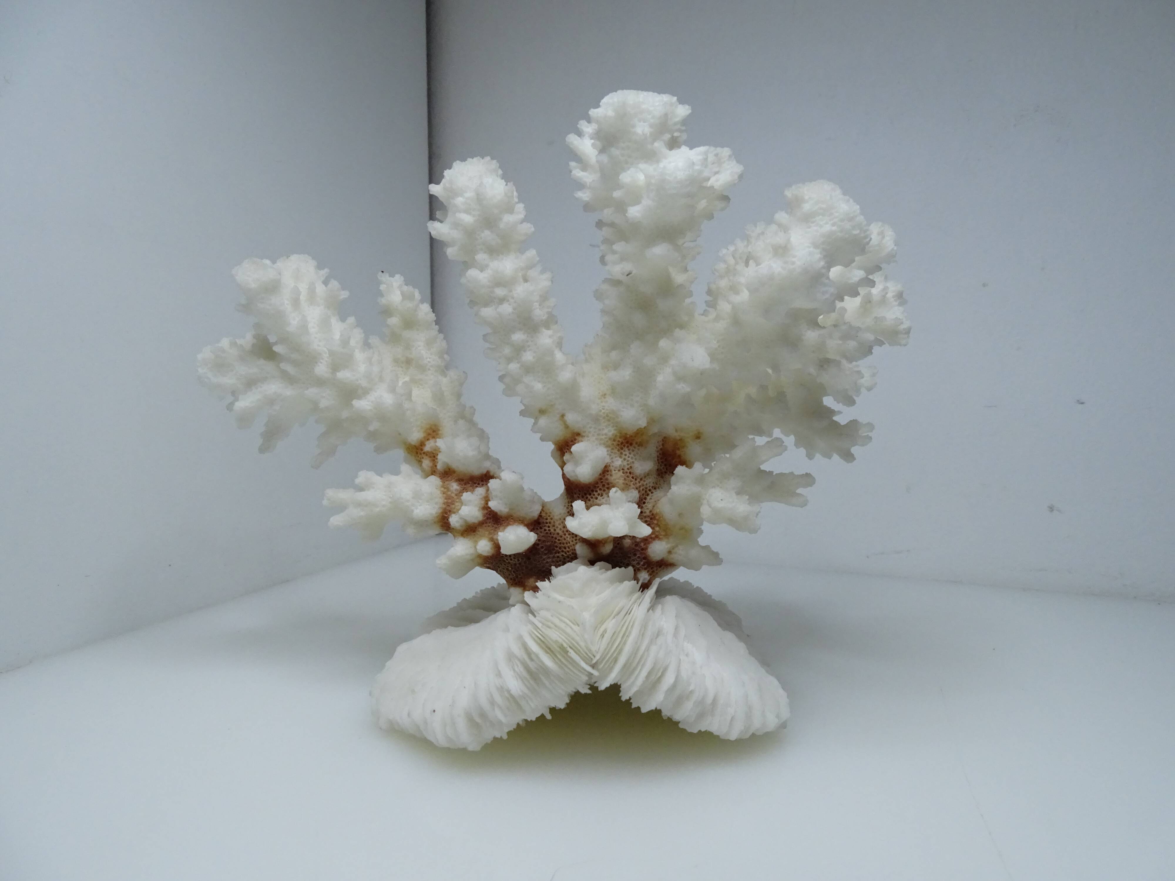 White coral on ancient base