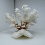 White coral on ancient base