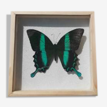 Cadre papillon bleu vert argenté cabinet de curiosité encadrement taxidermie