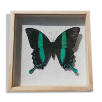Silver green blue butterfly frame cabinet of curiosity framing taxidermy